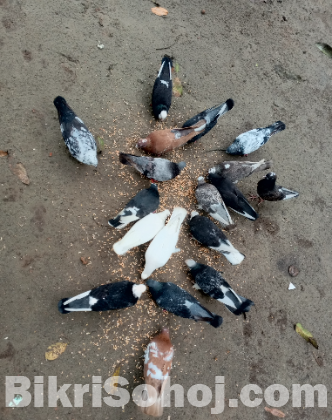 কবুতর